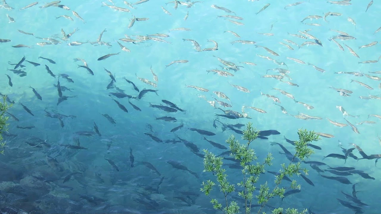 ⛩️ 칸사 신궁(칸사구) 이미지 5